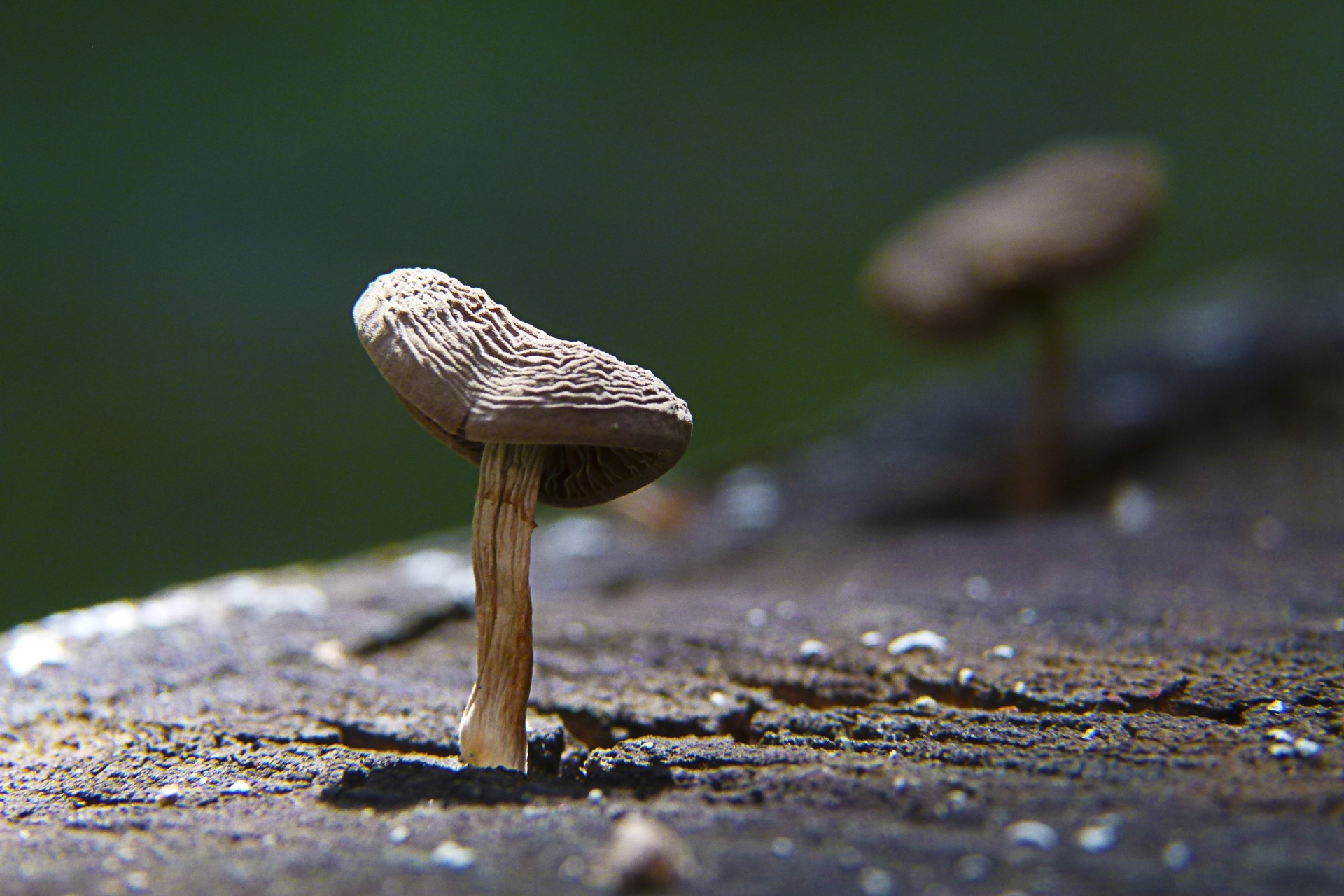 蘑菇 / MUSHROOM