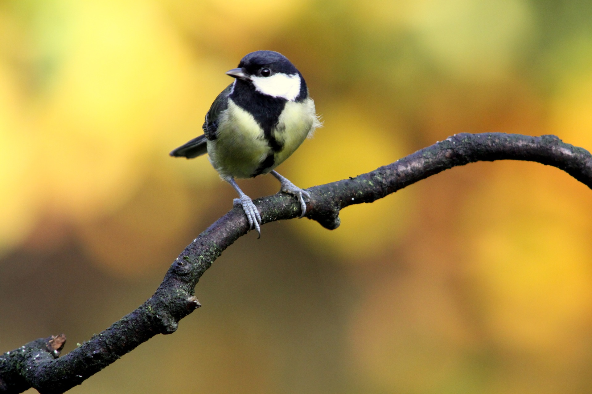 小QioQio / BIRDS