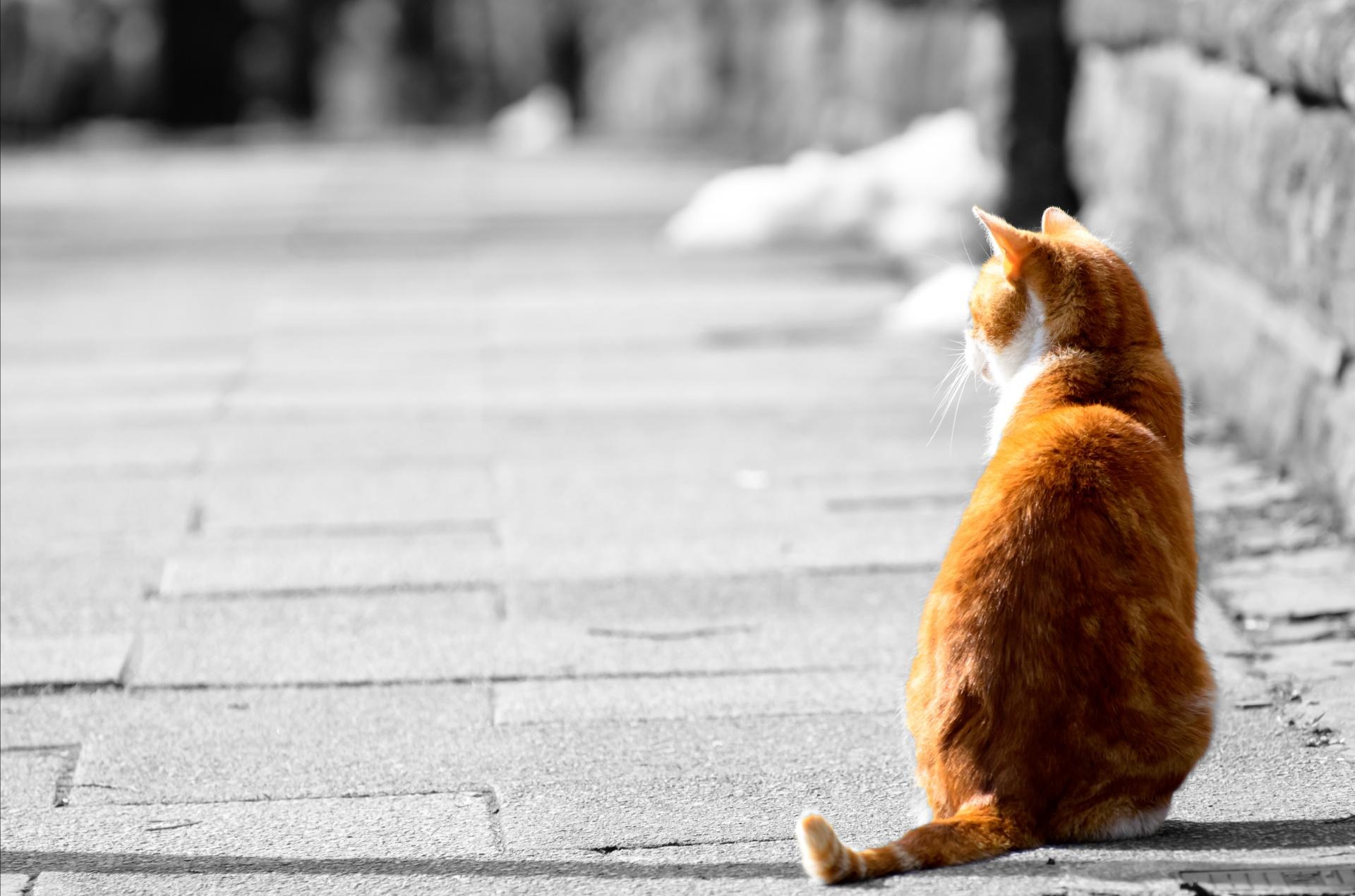 喵星人 / CATS