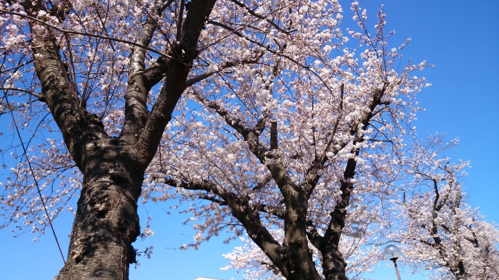 春 / SPRING
