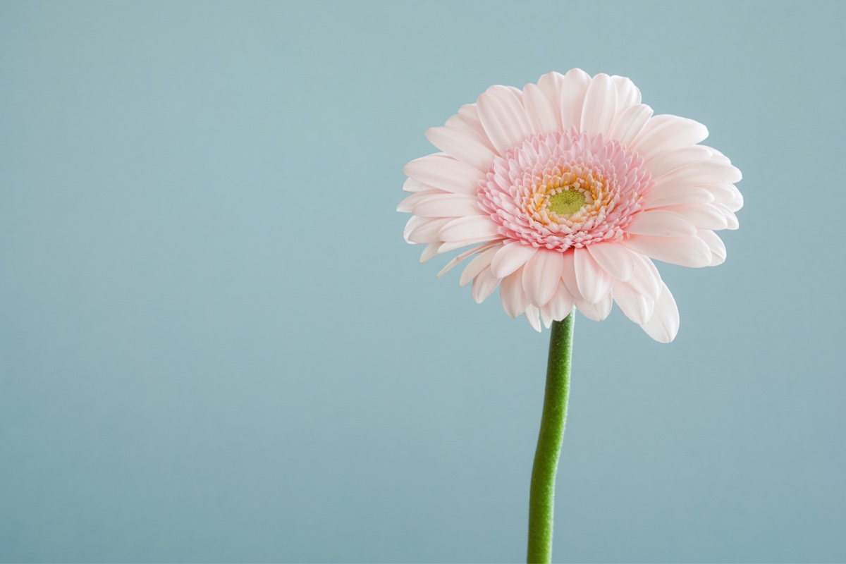 花 / FLOWERS